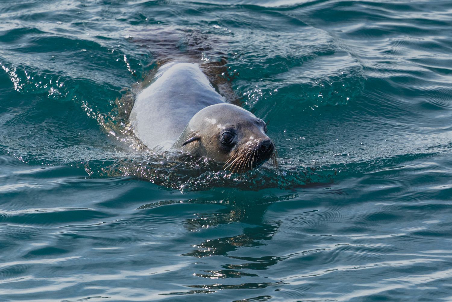 A sea lion swimming gracefully through turquoise ocean waves, looking directly at the camera.