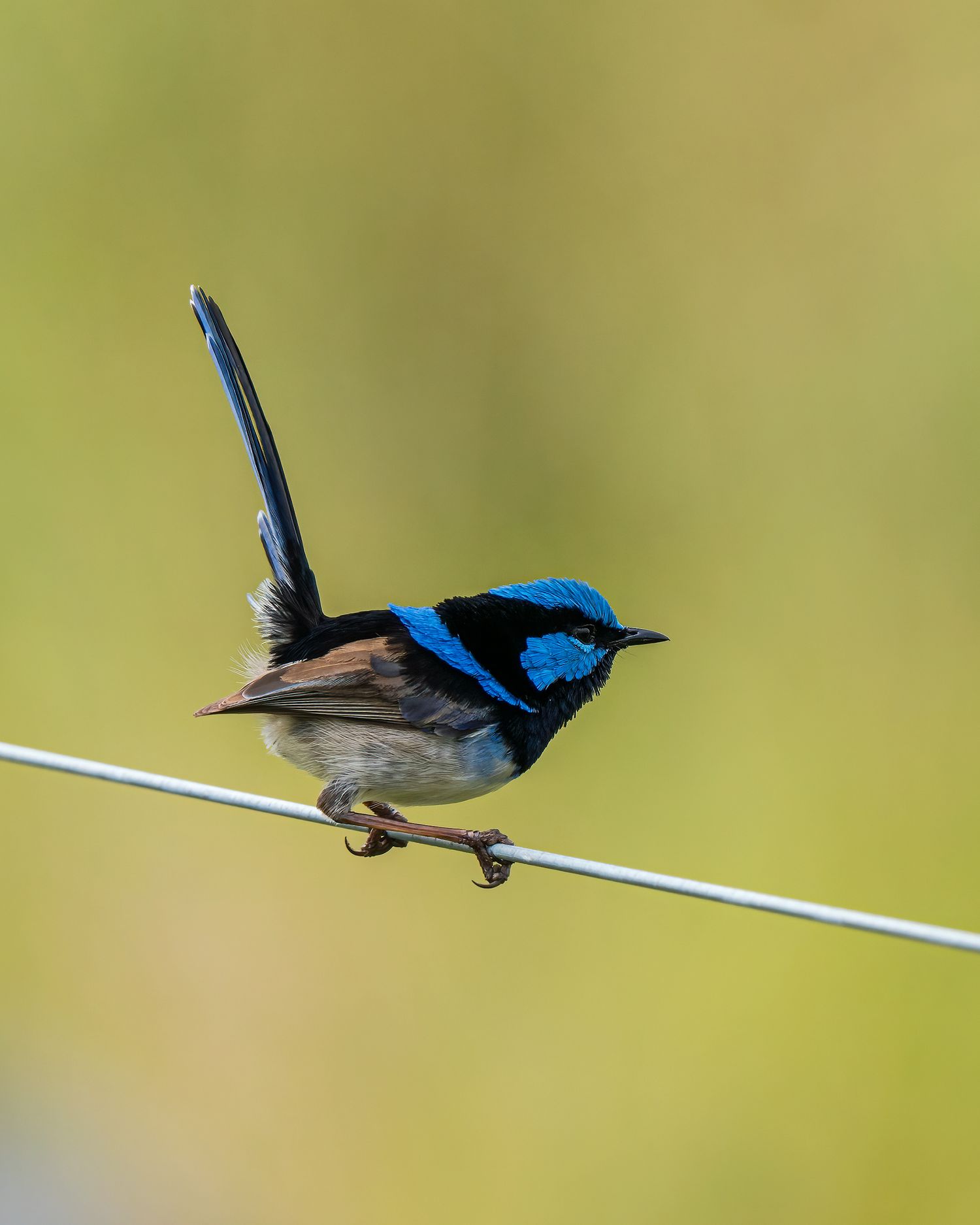 A vibrant male superb fairy-wren with striking blue plumage perches on a thin wire.
