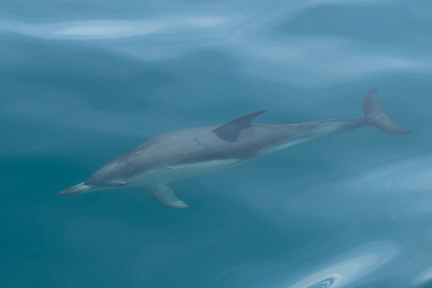 A dolphin swimming gracefully underwater in clear turquoise ocean water, viewed from above.