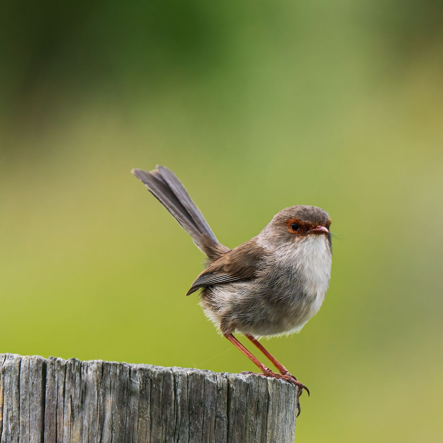 A small brown fairy-wren perches on a weathered wooden post against a soft green background.