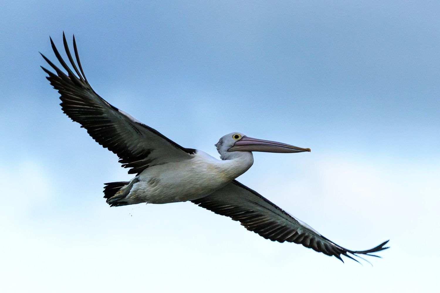 An Australian pelican soaring in flight with wings fully spread against a pale blue sky.