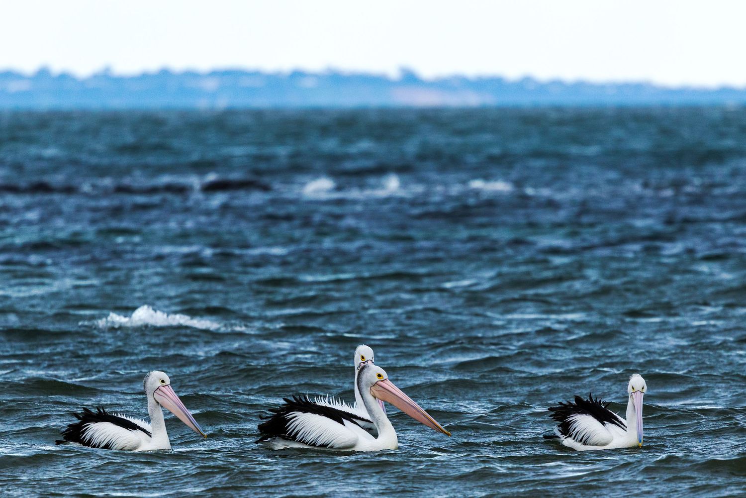 Three Australian pelicans with black and white plumage floating on choppy blue ocean waves.
