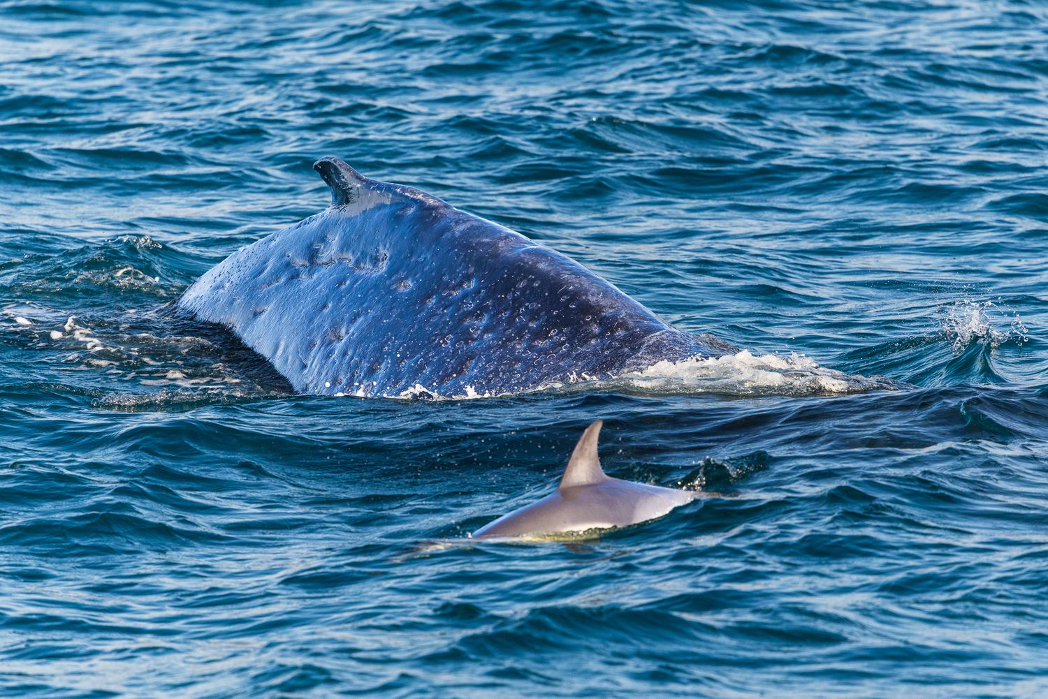A large blue whale and a dolphin swimming together at the ocean surface in blue waters.