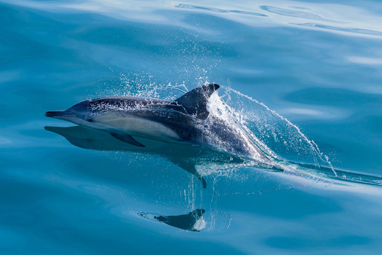 A dolphin gracefully leaping through calm blue ocean waters, with water droplets splashing around its sleek body.