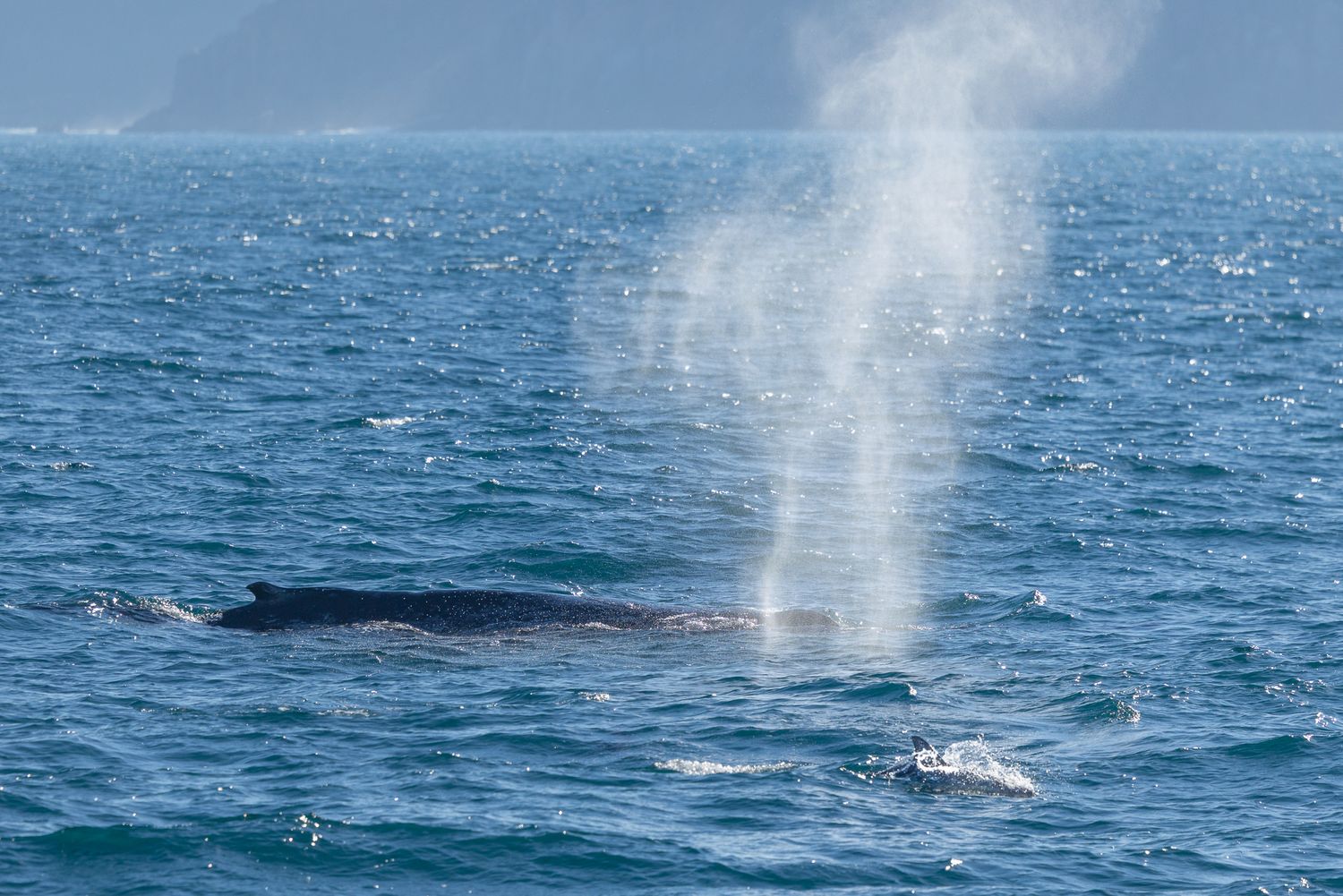 A humpback whale surfaces in calm ocean waters, blowing a misty spout into the air with mountains visible in the background.