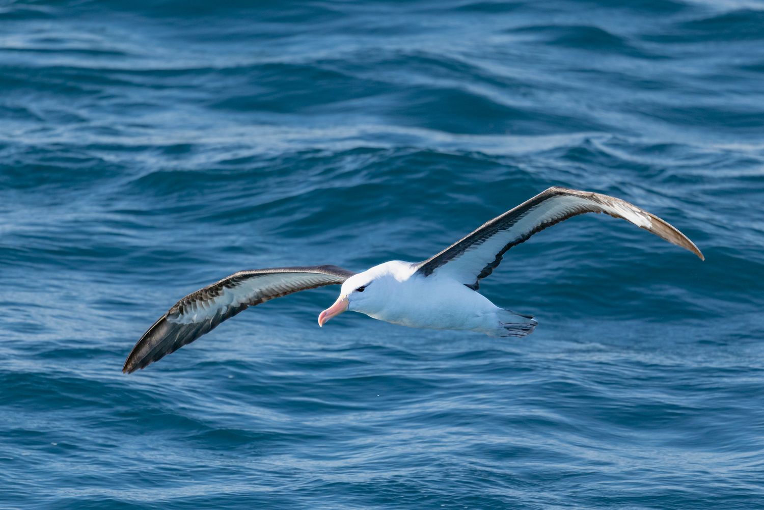 Black-browed albatross soaring gracefully over deep blue ocean waves with wings fully extended in flight.
