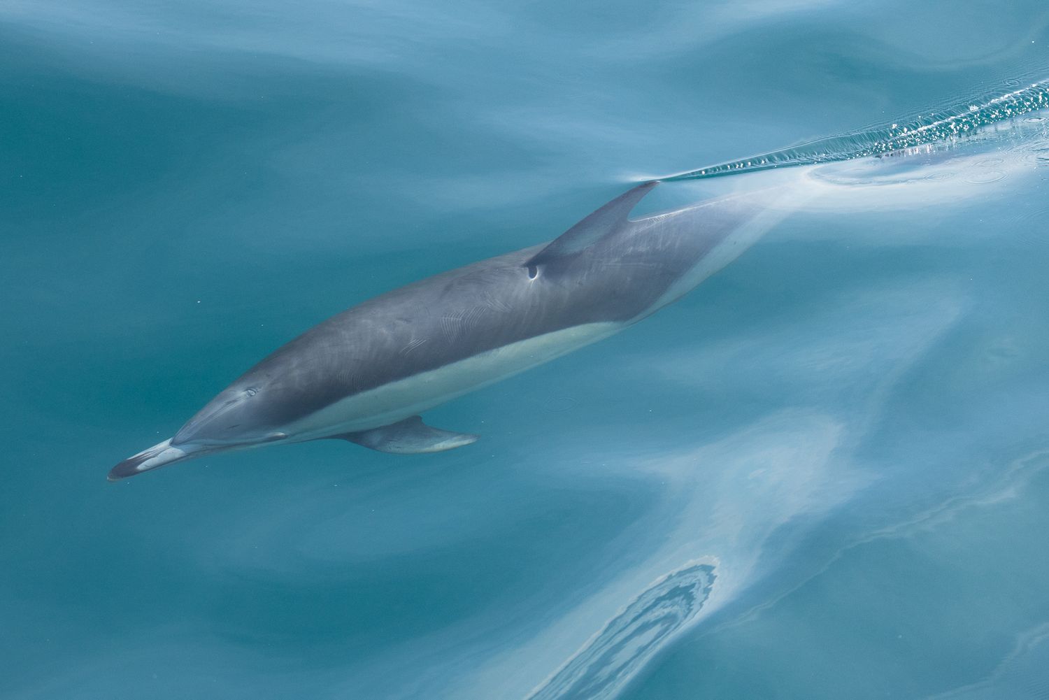 A sleek dolphin gracefully swimming near the surface of clear turquoise ocean water.
