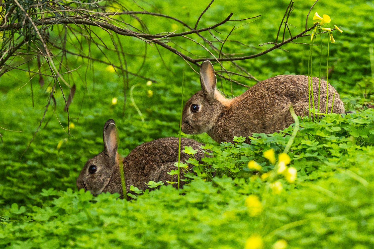 Two wild brown rabbits foraging among lush green plants and yellow wildflowers in a meadow.