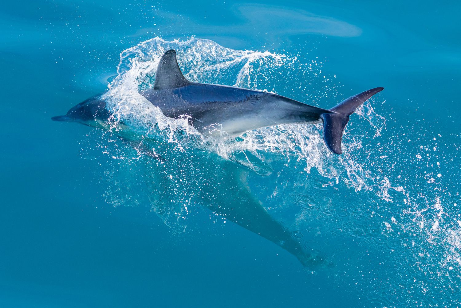 A sleek dolphin leaps through crystal blue ocean water, creating white splashes as it glides gracefully at the surface.