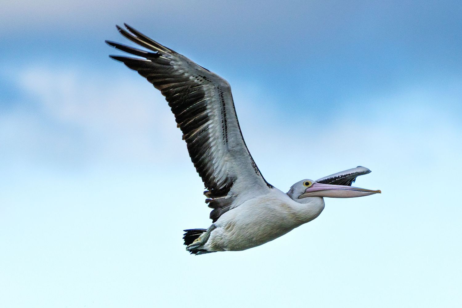A pelican soars gracefully through a blue sky with wings fully spread in stunning wildlife photography.
