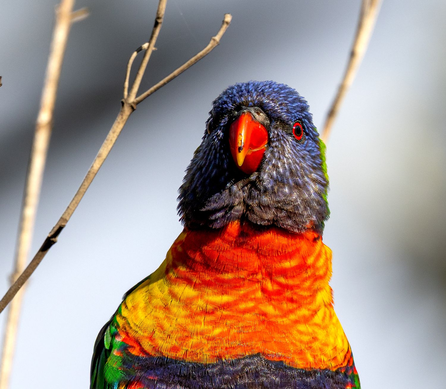 Vibrant Rainbow Lorikeet with colorful red, orange, green and blue plumage perched on a bare branch.