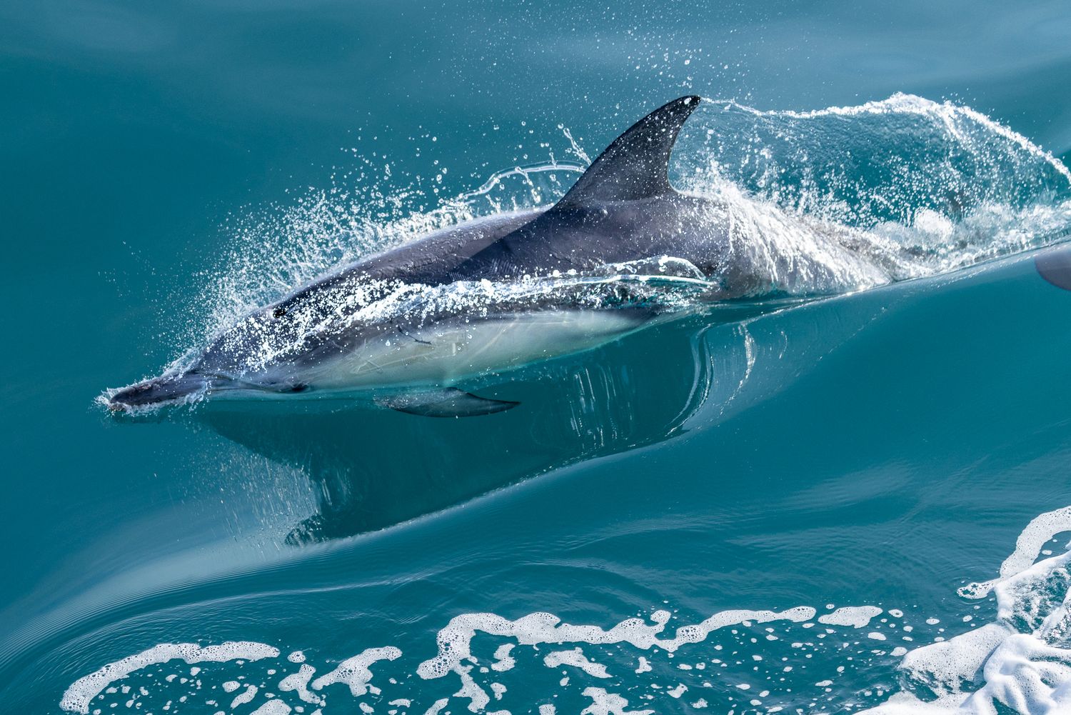 A dolphin leaping through turquoise ocean waves, showcasing its sleek gray body and dorsal fin in natural habitat.