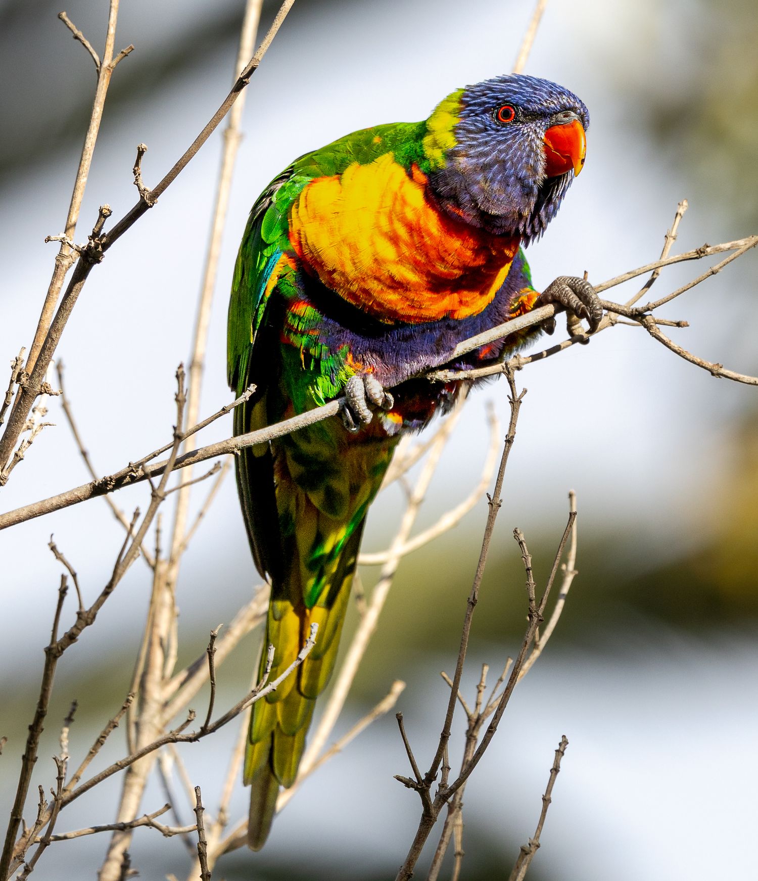A vibrant rainbow lorikeet with colorful green, blue, orange and yellow plumage perched on bare branches.