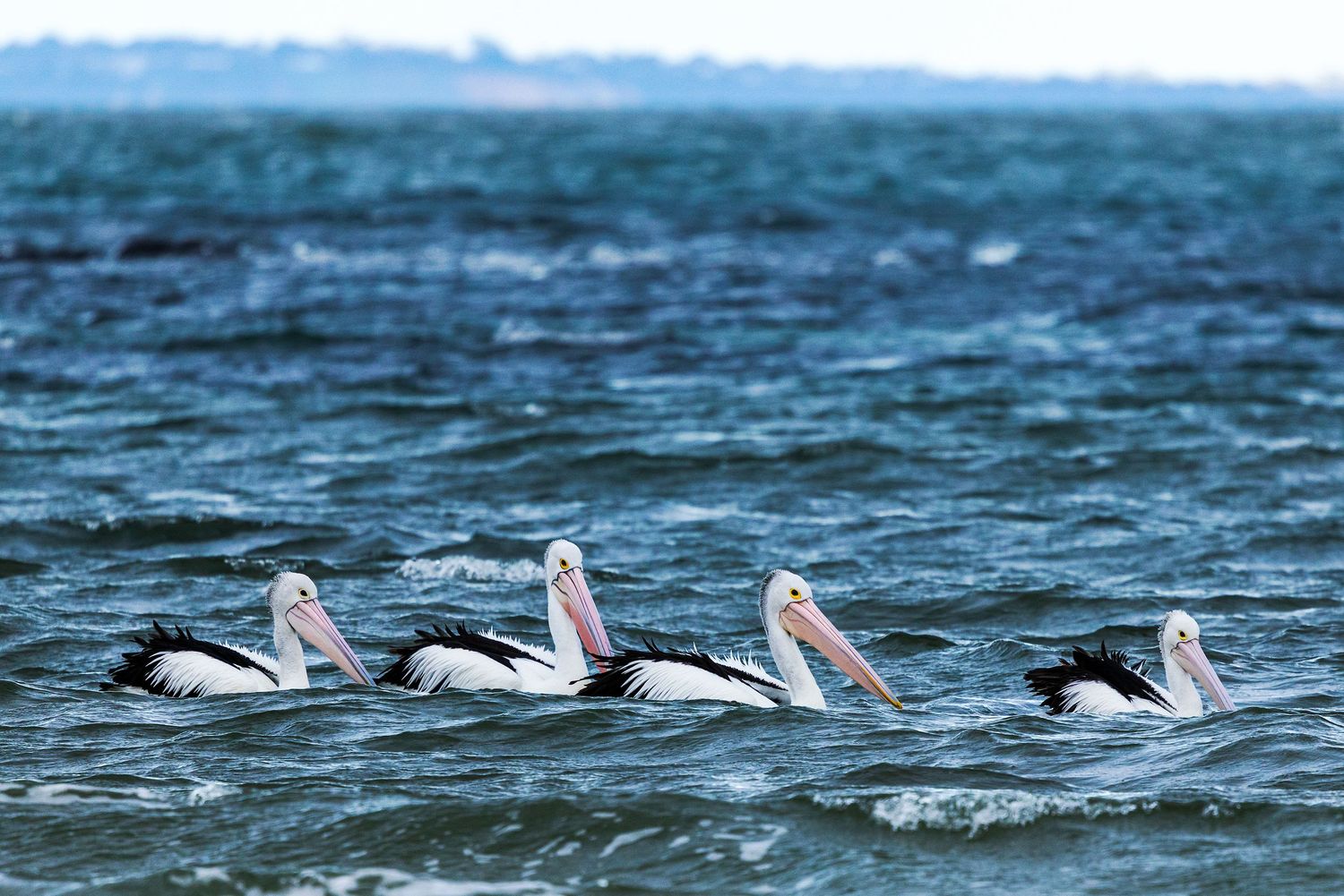 Four Australian pelicans swimming together on a rough blue sea under an overcast sky.