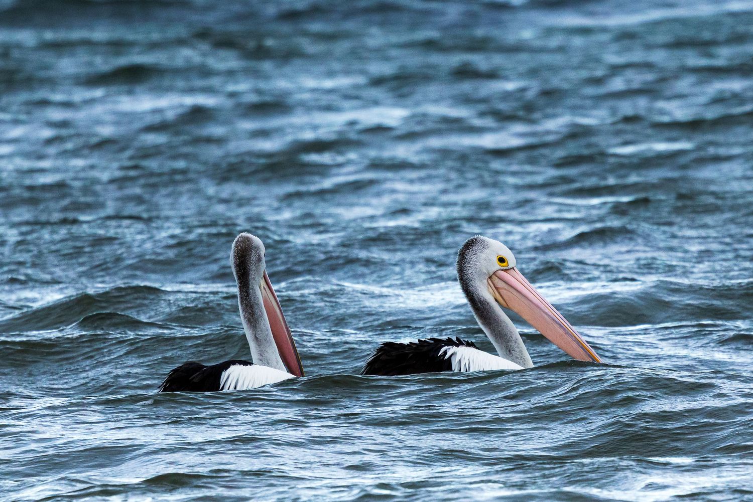 Two Australian pelicans with distinctive pink bills swimming on a choppy ocean surface.