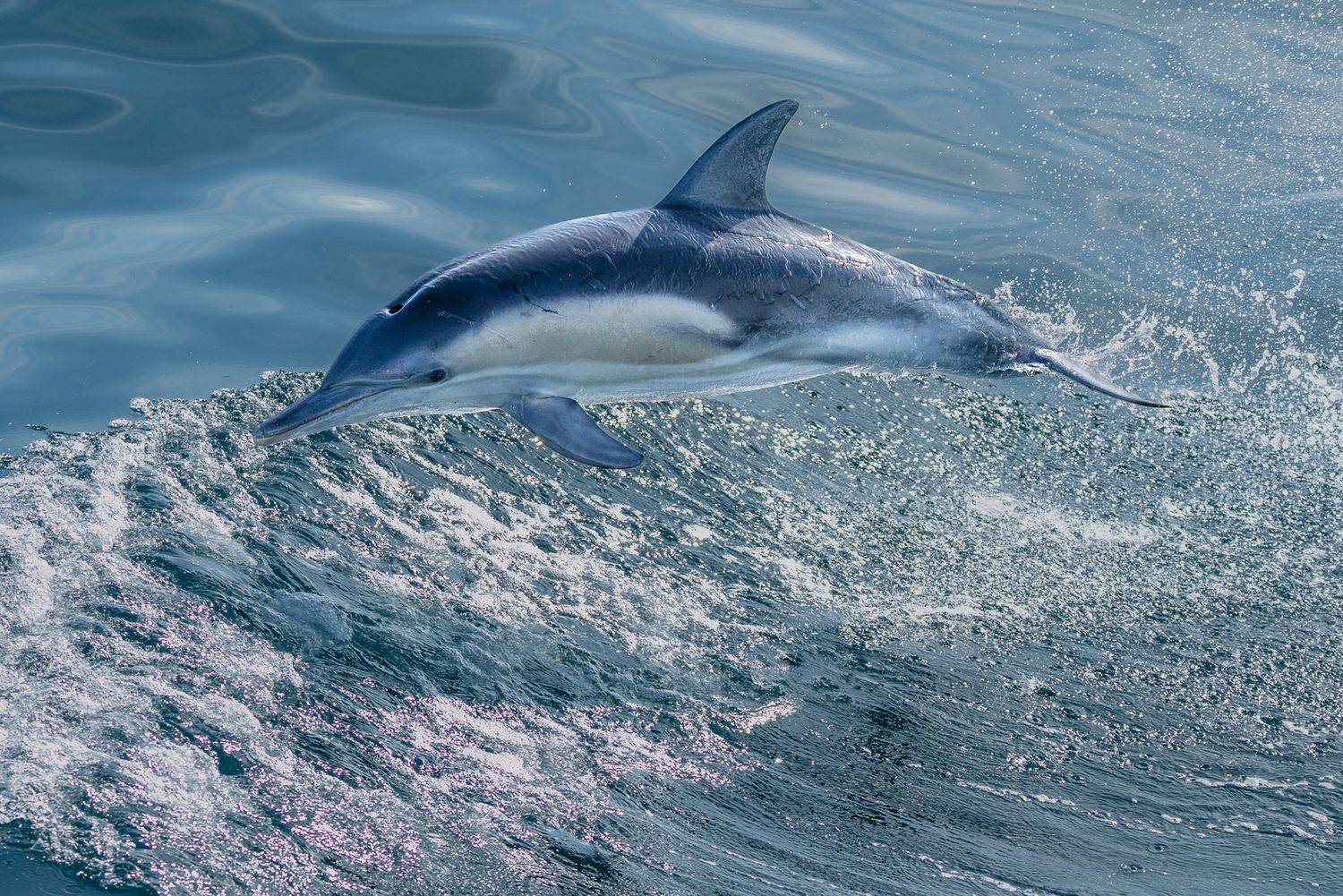 A dolphin leaping gracefully out of the sparkling blue ocean water, showcasing its sleek gray body mid-jump.