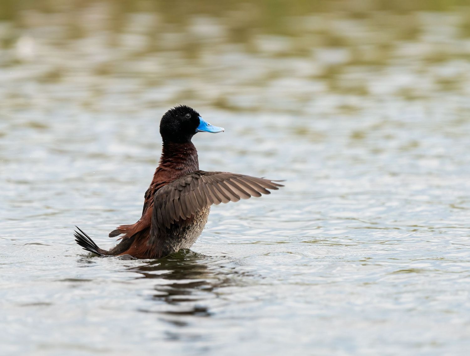 Blue-billed duck spreading wings on calm water surface in natural wetland habitat.