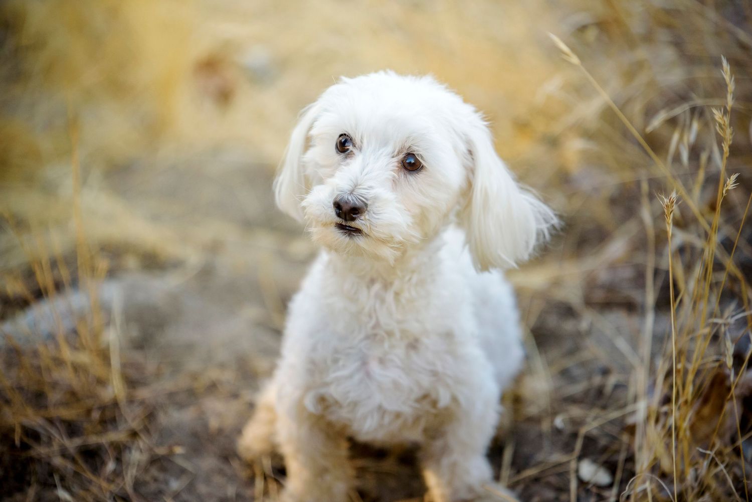 Adorable white fluffy small dog sitting attentively on dirt path among dry grass.