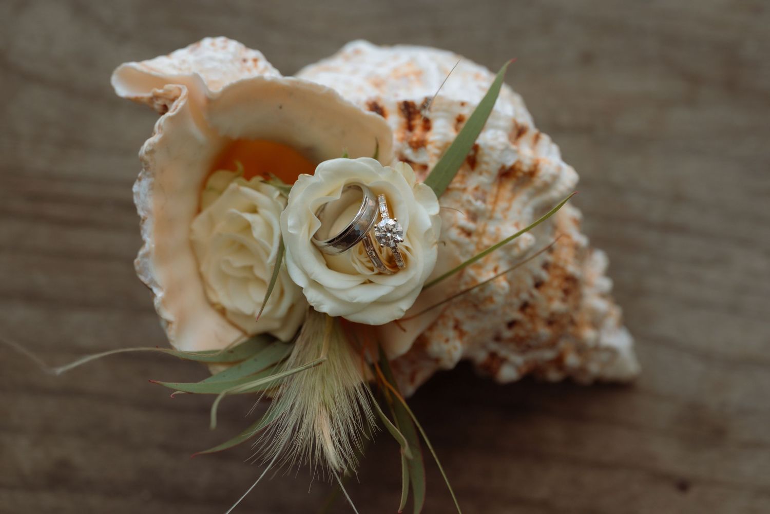 Wedding rings resting in a seashell with white roses and feathers on a wooden surface.