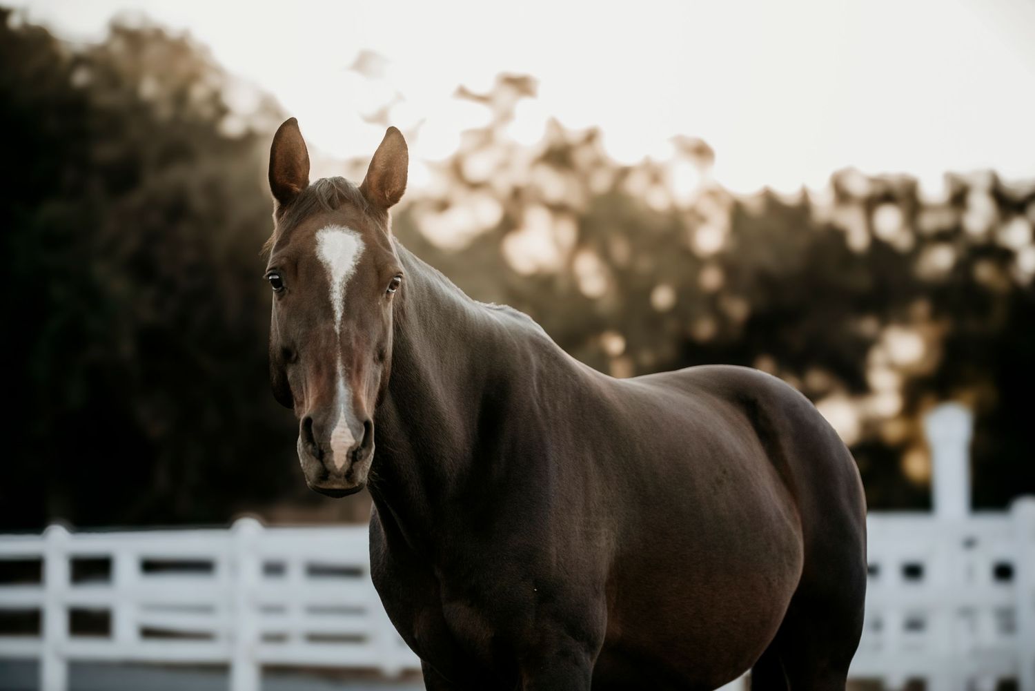 Dark brown horse with white blaze standing near white fence in golden evening light.