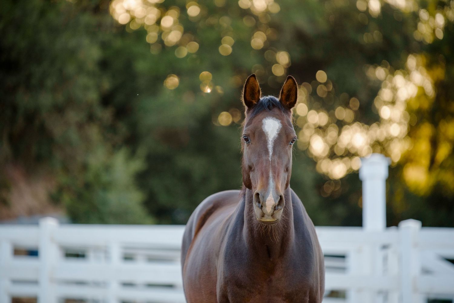 Chestnut horse with white blaze facing camera in sunlit paddock with white fence.