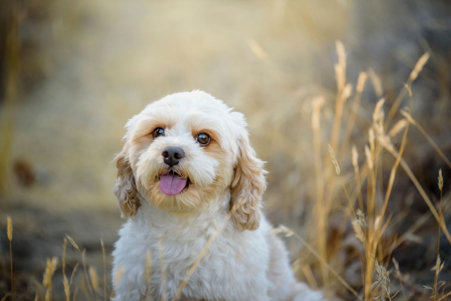Fluffy white Cavapoo puppy sitting in golden dry grass with tongue out.