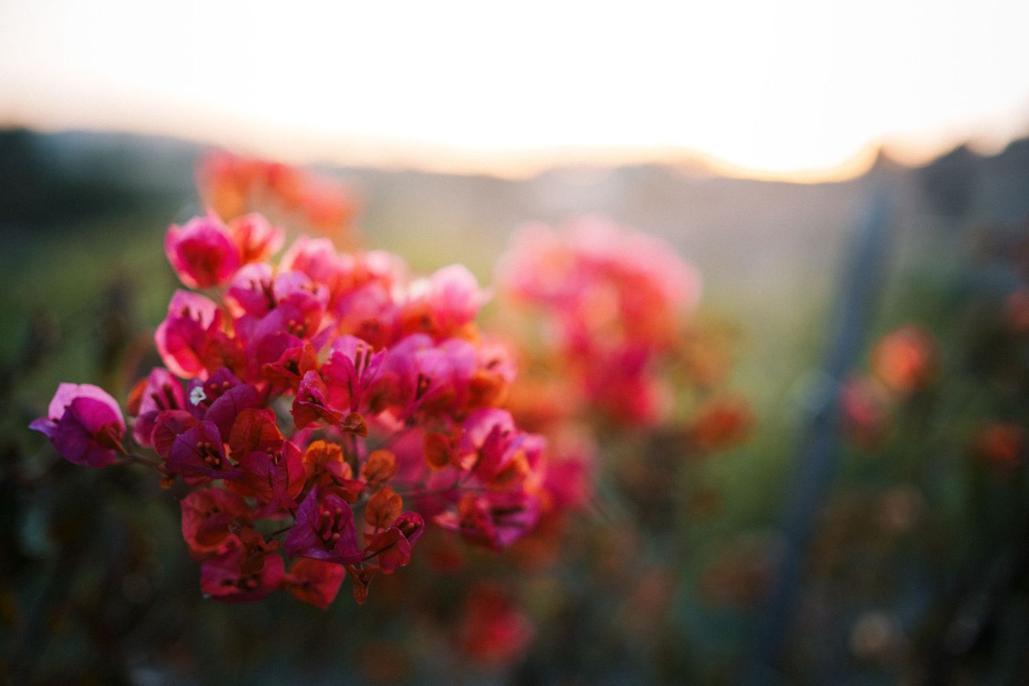 Vibrant pink bougainvillea flowers blooming in soft focus against a warm golden sunset background.