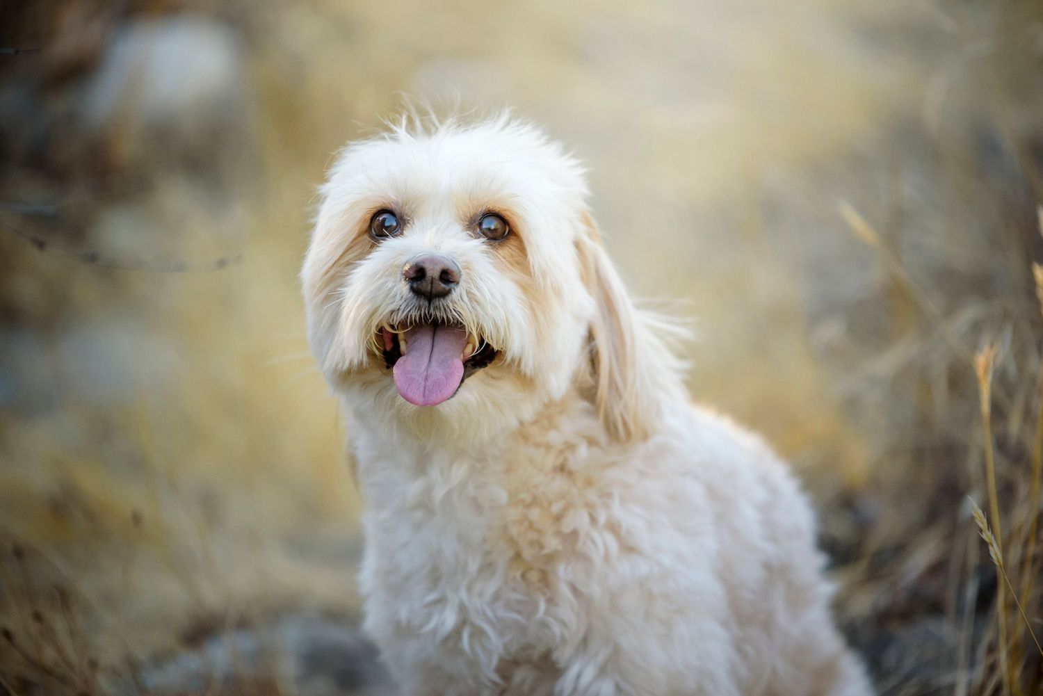Happy white fluffy small dog sitting in dry golden grass with tongue out.