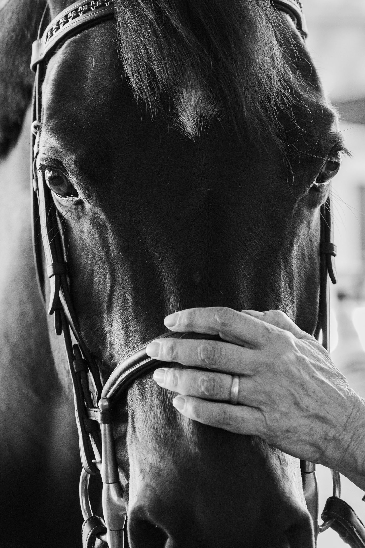 Close-up black and white portrait of a horse wearing a bridle with a hand gently touching its face.