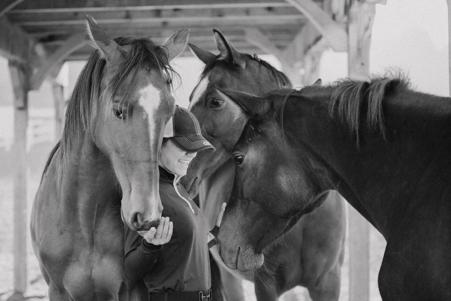 Two horses nuzzling each other affectionately in a stable, black and white photography.
