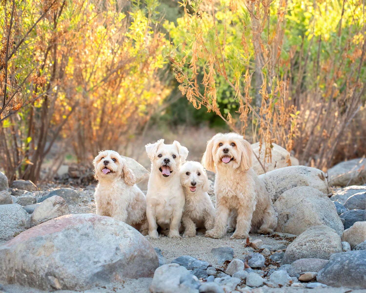 Four fluffy white dogs sit together on rocky terrain surrounded by autumn foliage.
