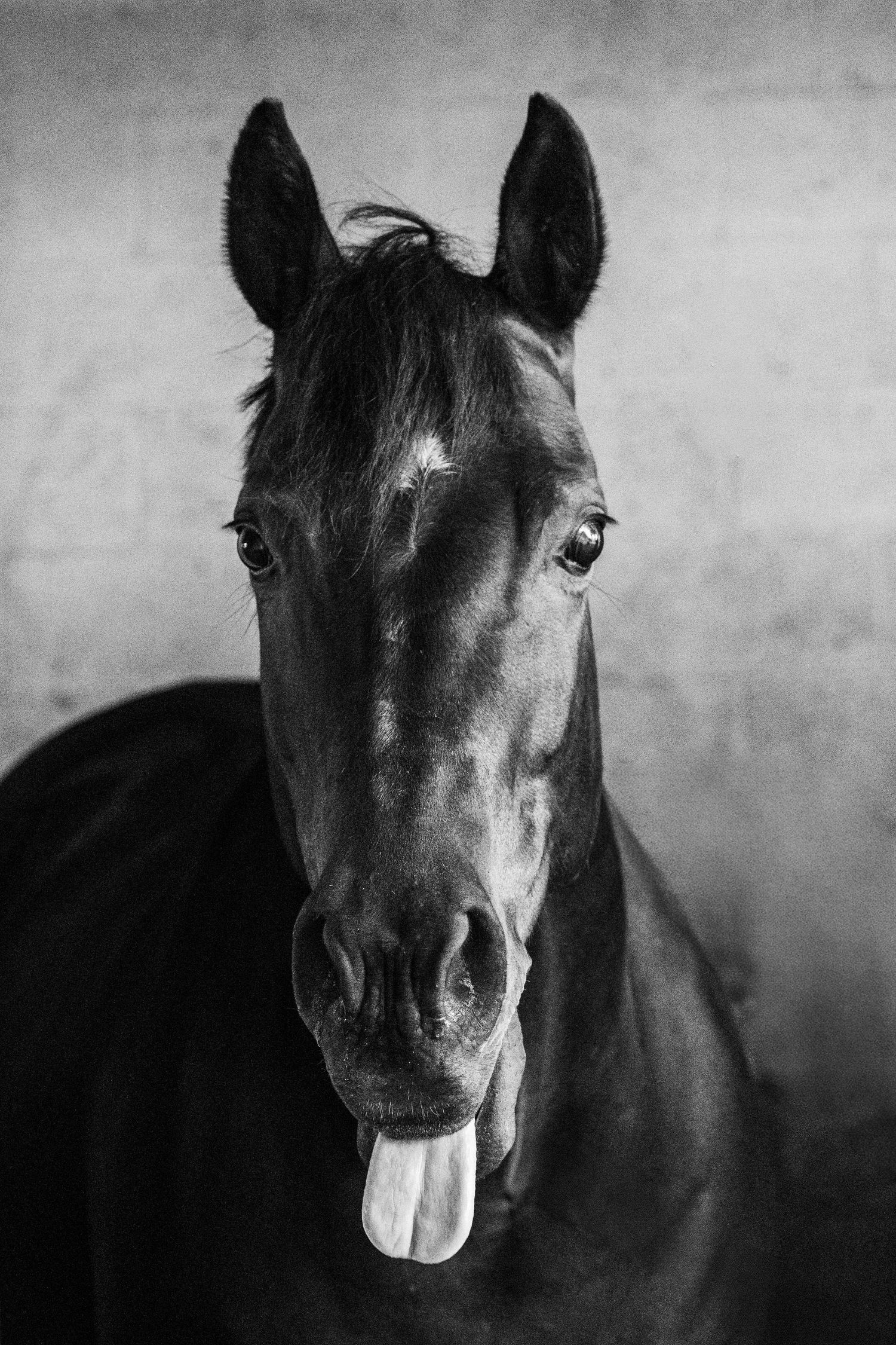 Funny black and white portrait of a horse sticking out its tongue against a textured background.