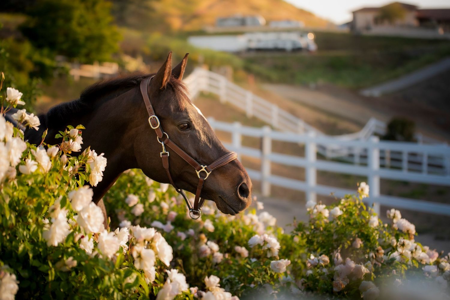 A chestnut horse with a halter stands among white roses near a white fence.