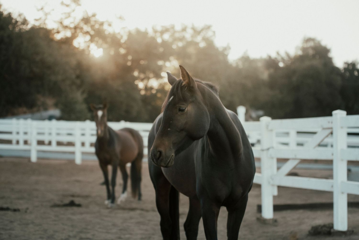 Two horses in a white-fenced paddock bathed in warm sunset golden hour light.