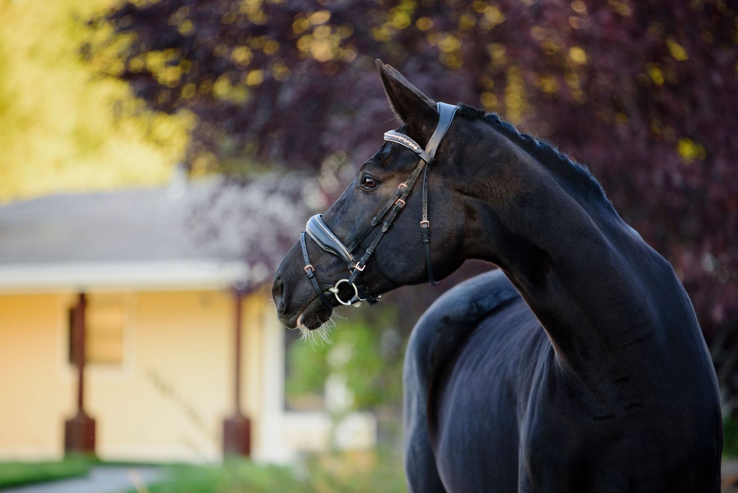 A sleek black horse wearing a halter stands outdoors near a building.