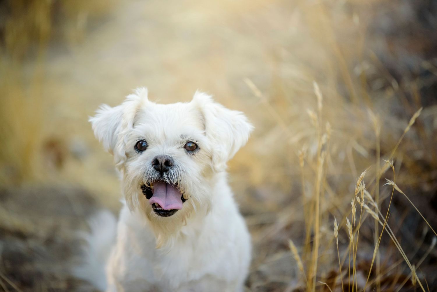 Cute white Maltese dog sitting in dry golden field grass with mouth open.