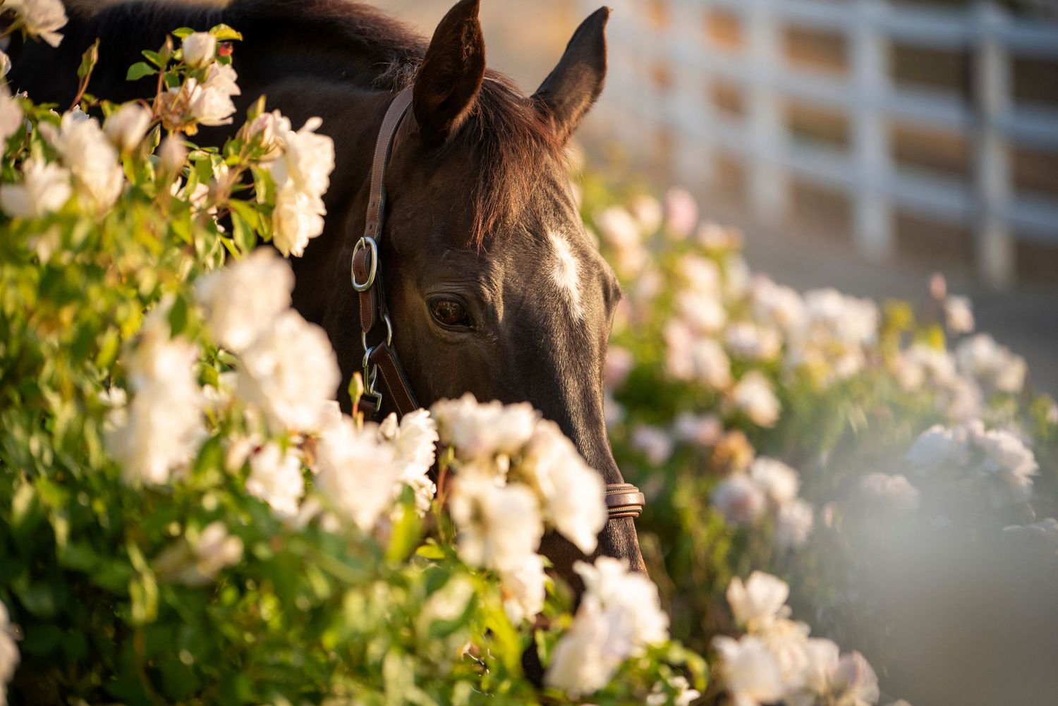 A dark horse wearing a halter is partially hidden among blooming white roses.