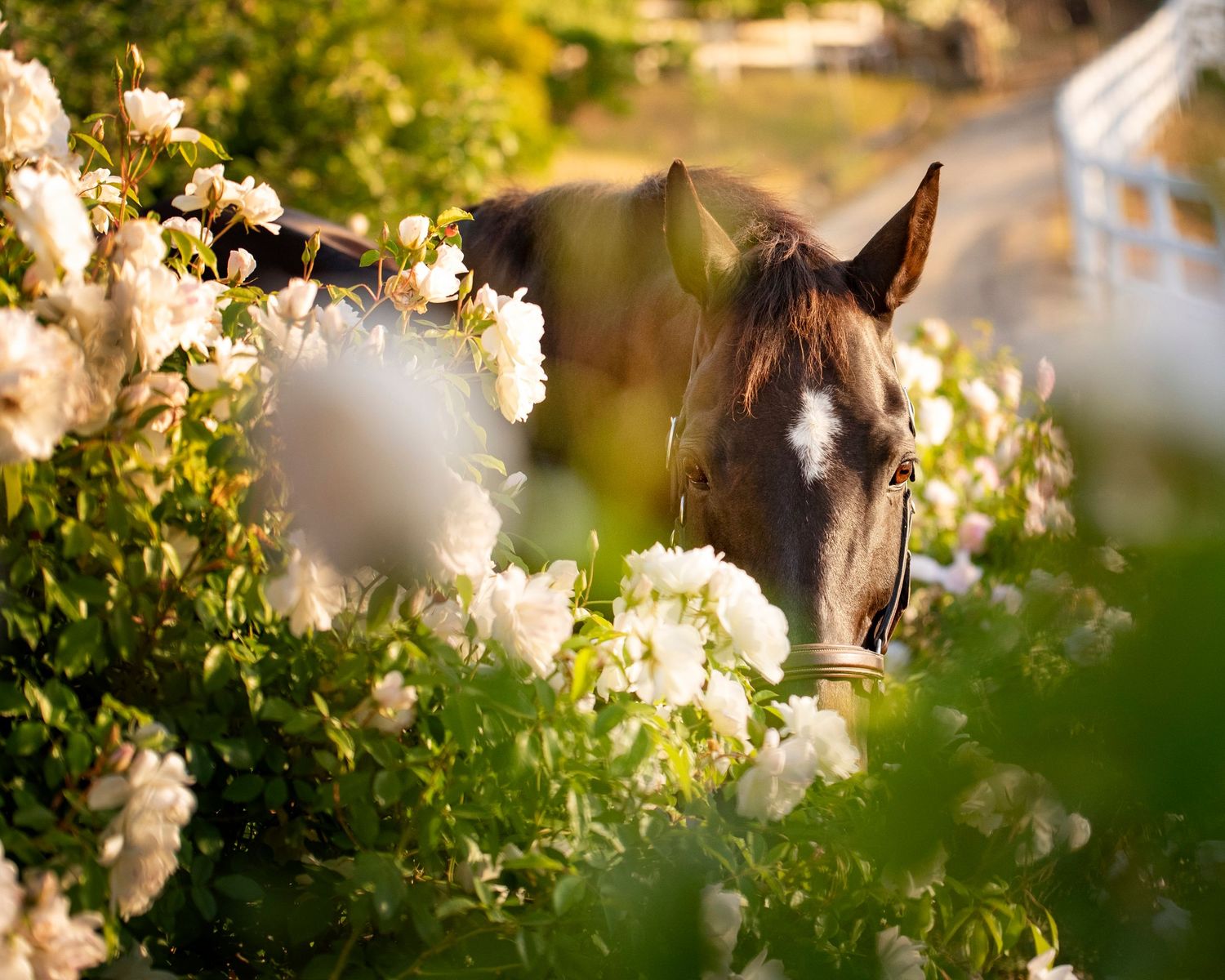 A brown horse peers through lush white rose bushes in a sunlit garden.