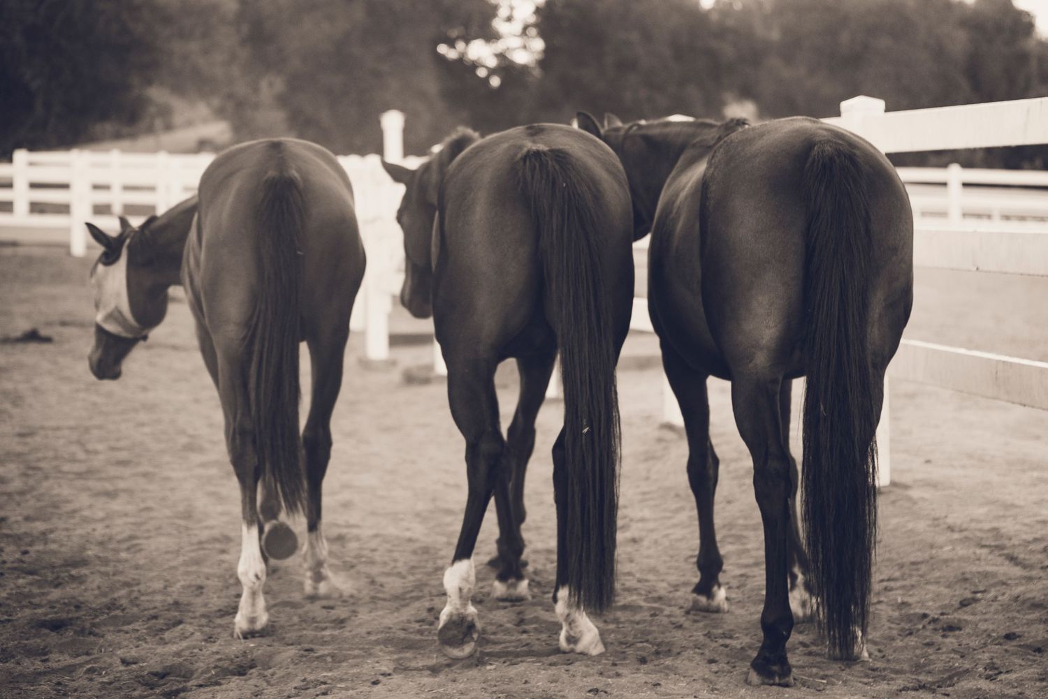 Three horses walking away in a paddock with white fence, sepia tone photography.