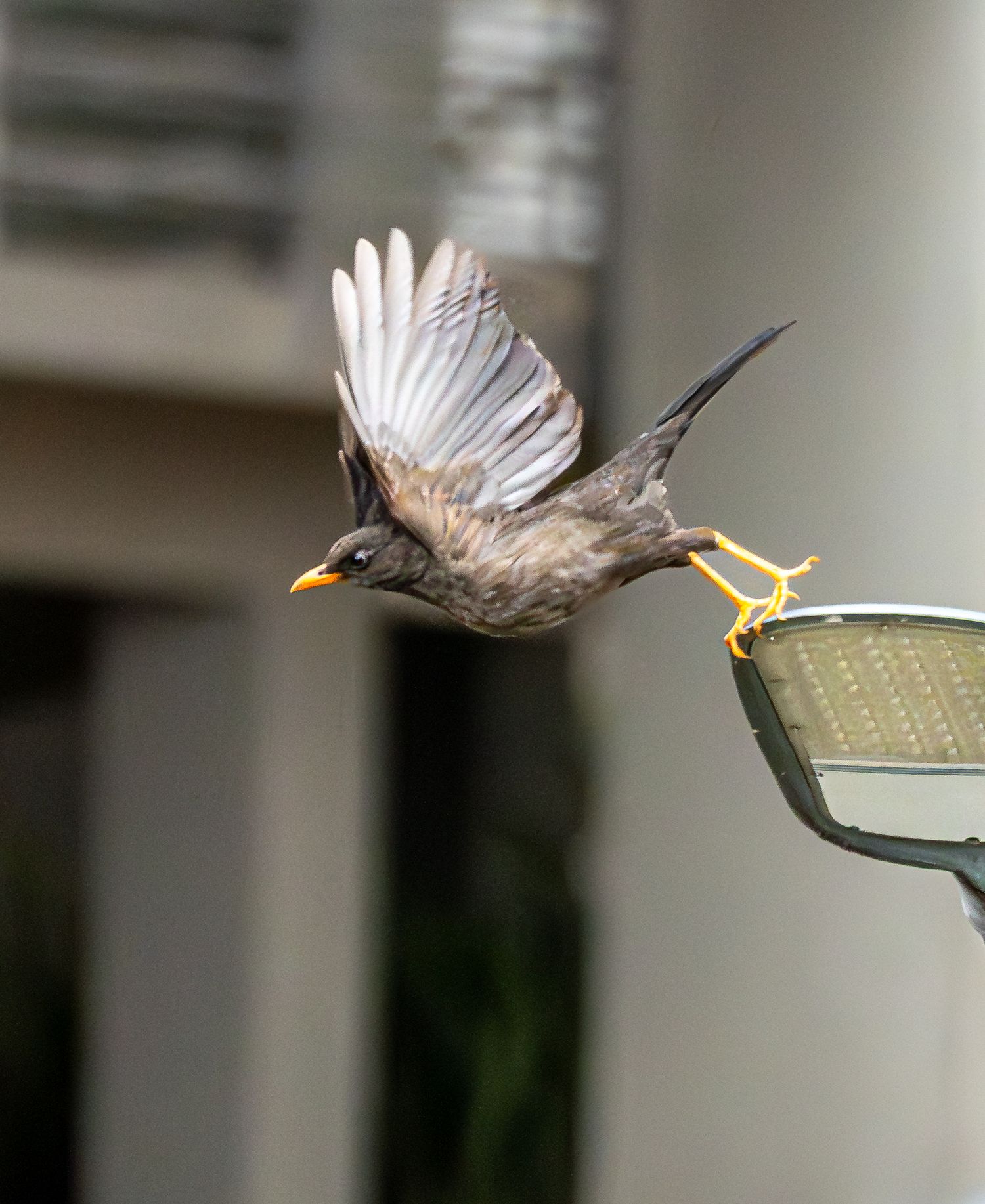 Aves