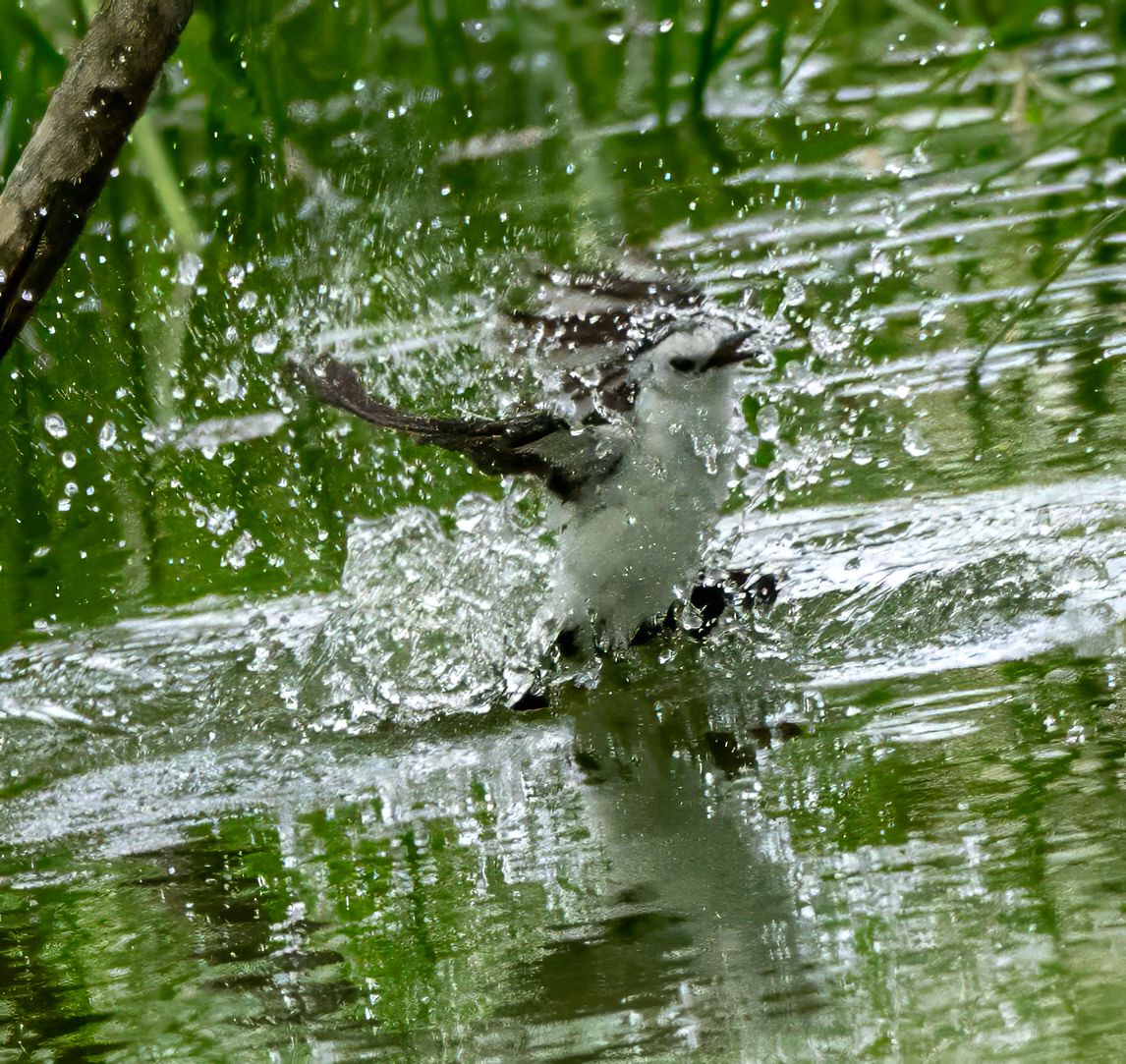 aves