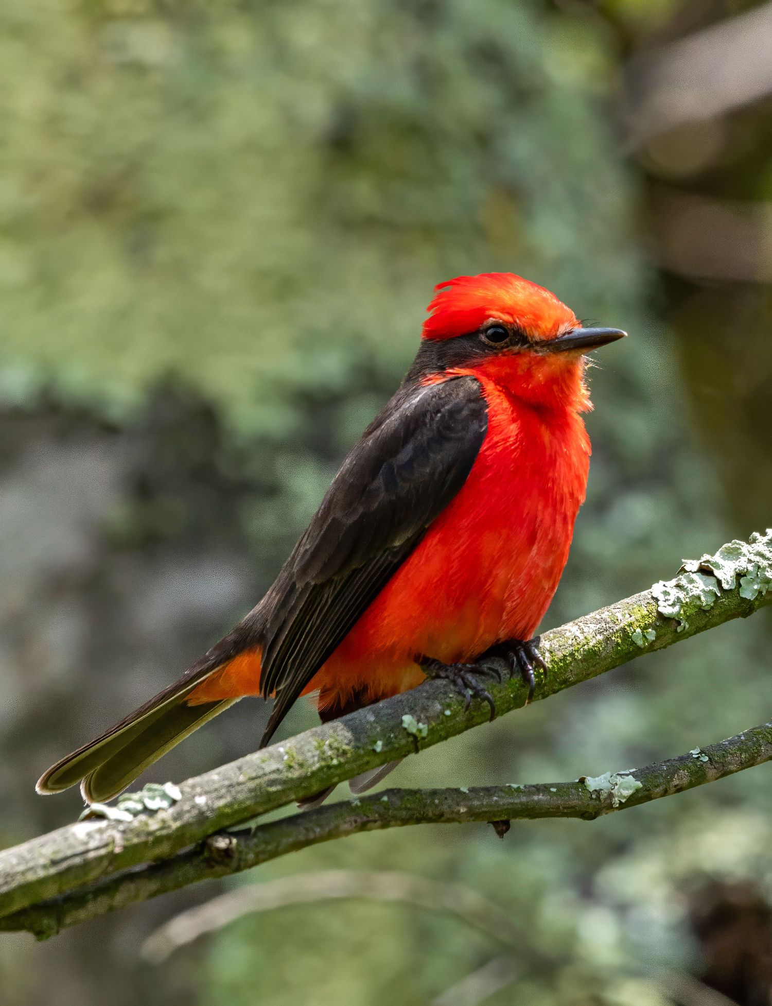 Fotos de aves
