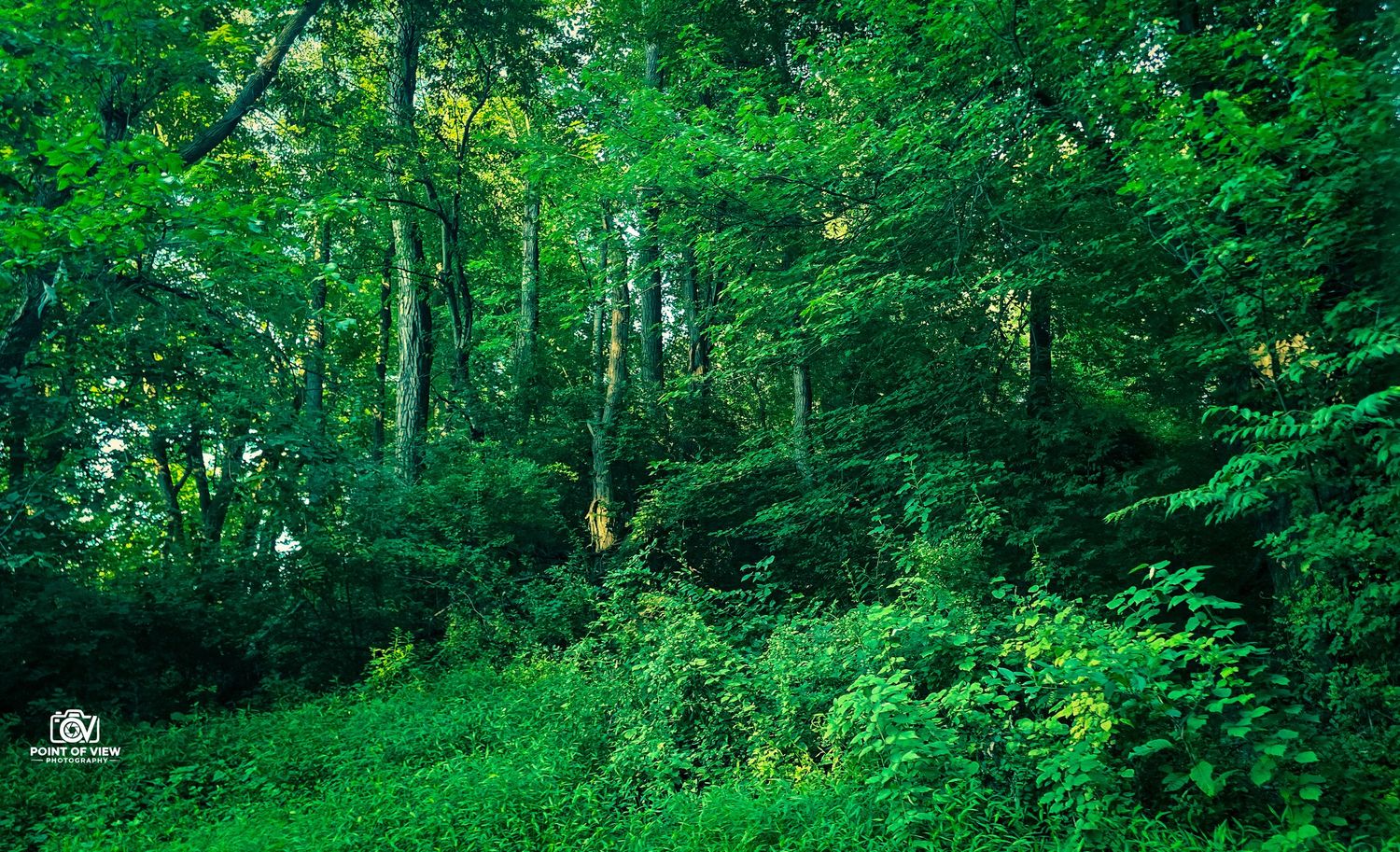 Lush vibrant green forest undergrowth with tall trees in a dense woodland setting.
