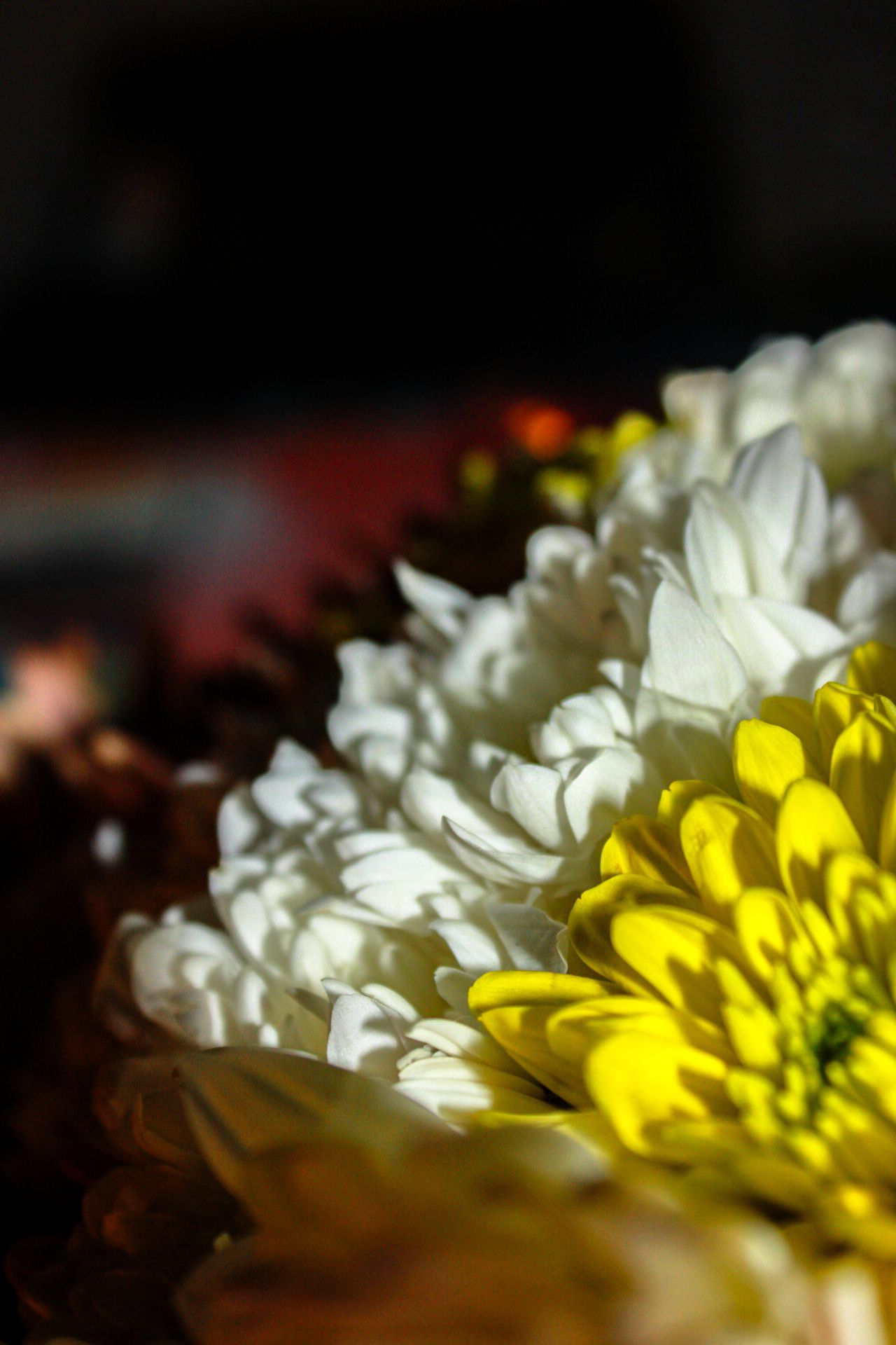 Close-up of white and yellow chrysanthemum flowers with dramatic lighting against a dark background.