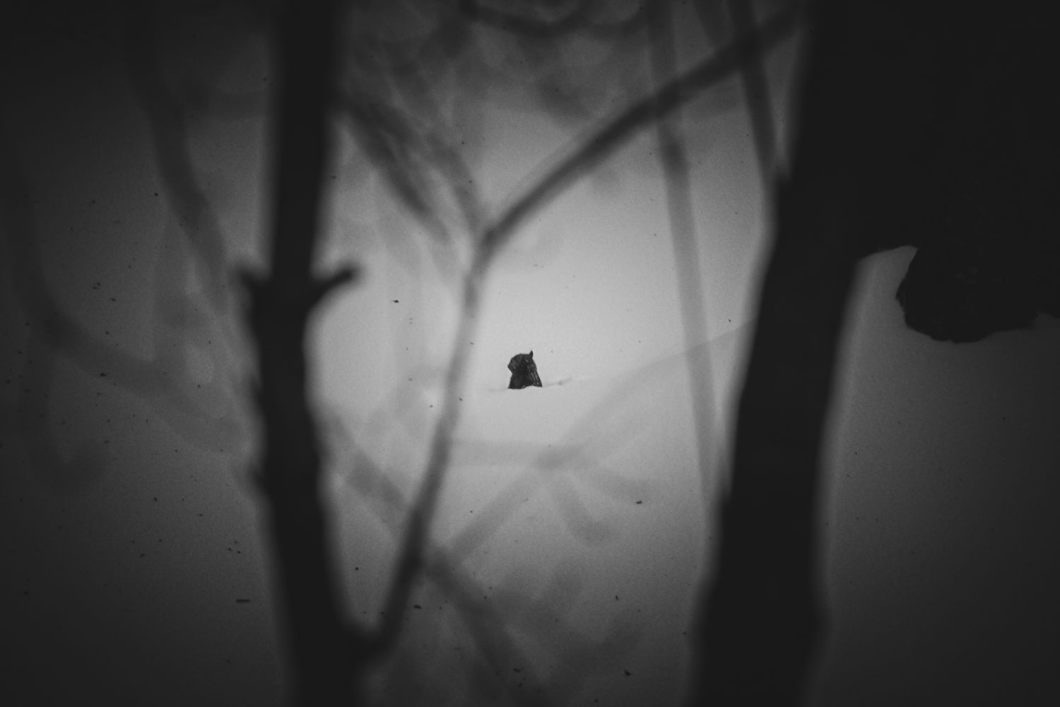 A lone dark squirrel silhouette surrounded by bare branch shadows in a dramatic black and white photograph.