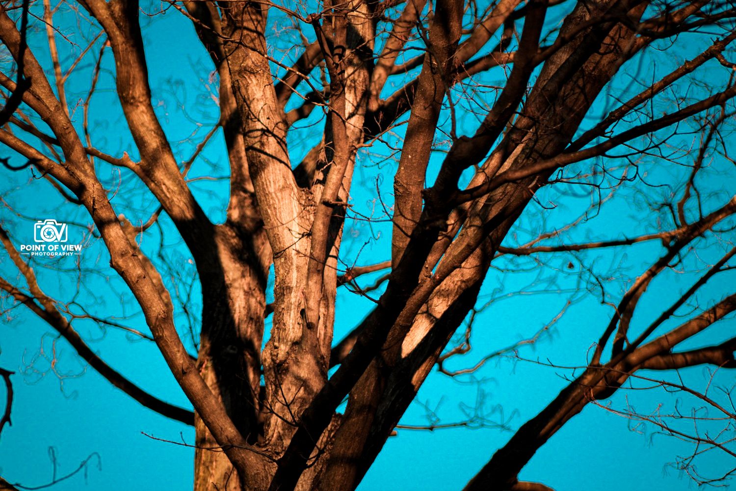 Bare tree branches silhouetted against vibrant blue sky captured by Point of View Photography.