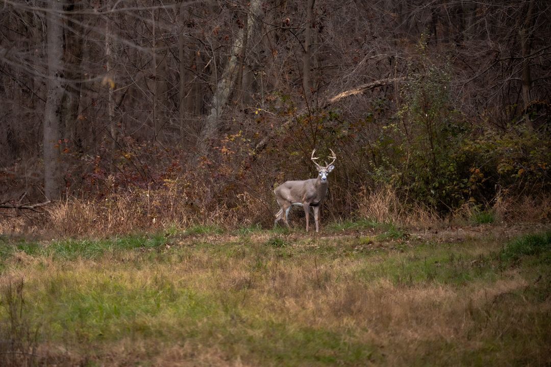 A white-tailed buck deer stands alert at the edge of a forest clearing during autumn in a woodland setting.