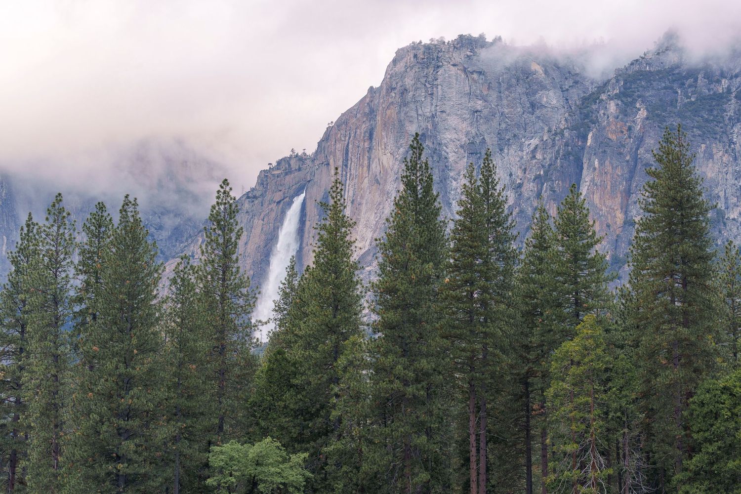 Yosemite Falls cascading down misty granite cliffs above tall evergreen pine trees in Yosemite National Park.