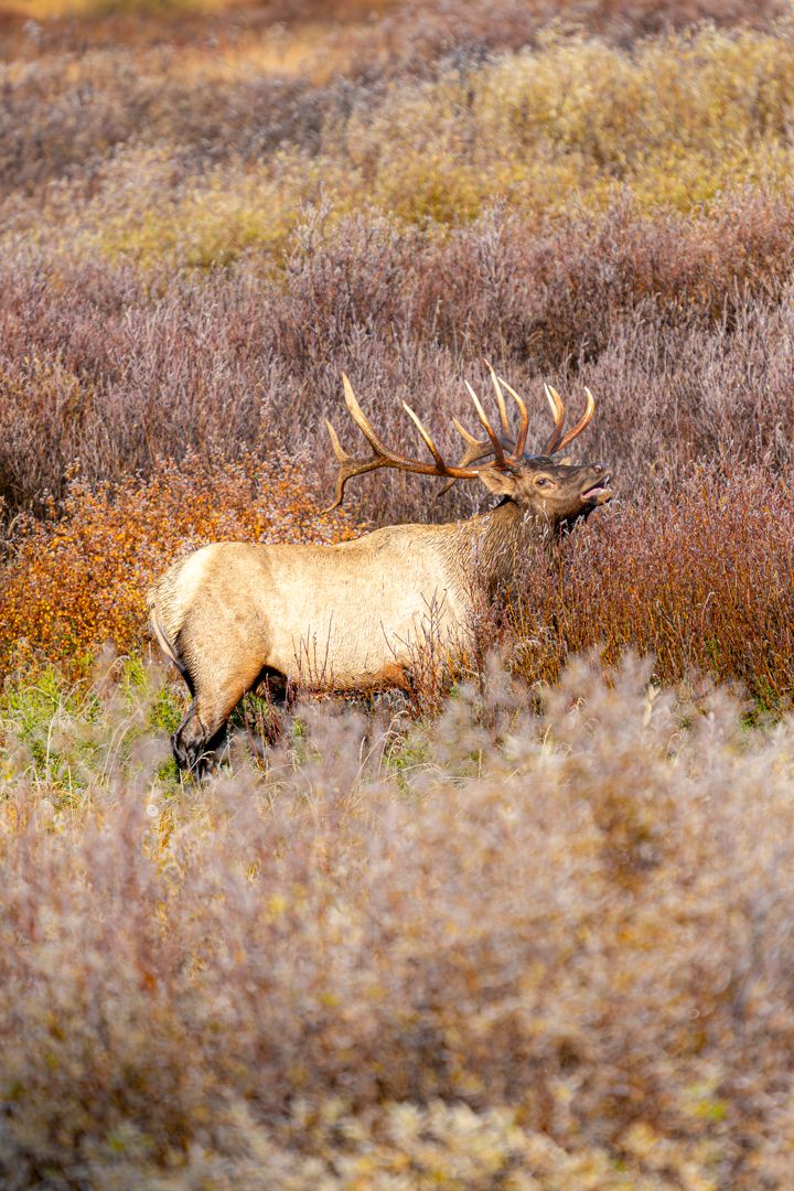 Bull elk with large antlers standing among autumn shrubs in a golden meadow landscape in Yellowstone National Park