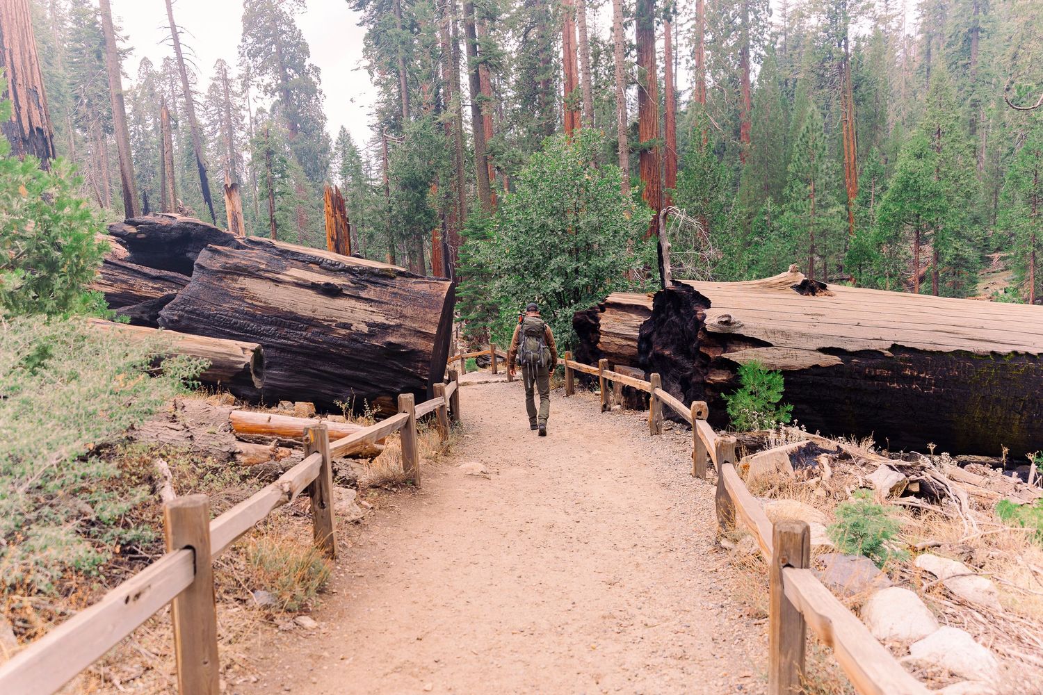 Hiker walks through fallen giant sequoia logs on a fenced forest trail in Yosemite National Park.